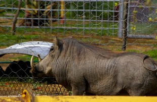 749 Namibia Okt 2006 Warzenschwein.JPG